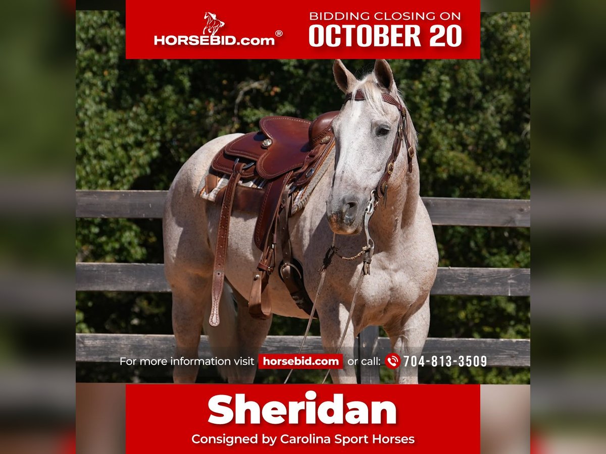 American Quarter Horse Gelding 17 years 15,2 hh Grey in Clover