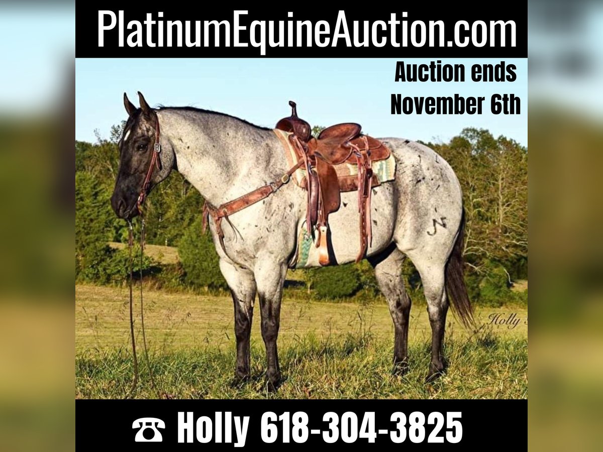 American Quarter Horse Gelding 17 years 16,1 hh Roan-Blue in Greenville Ky