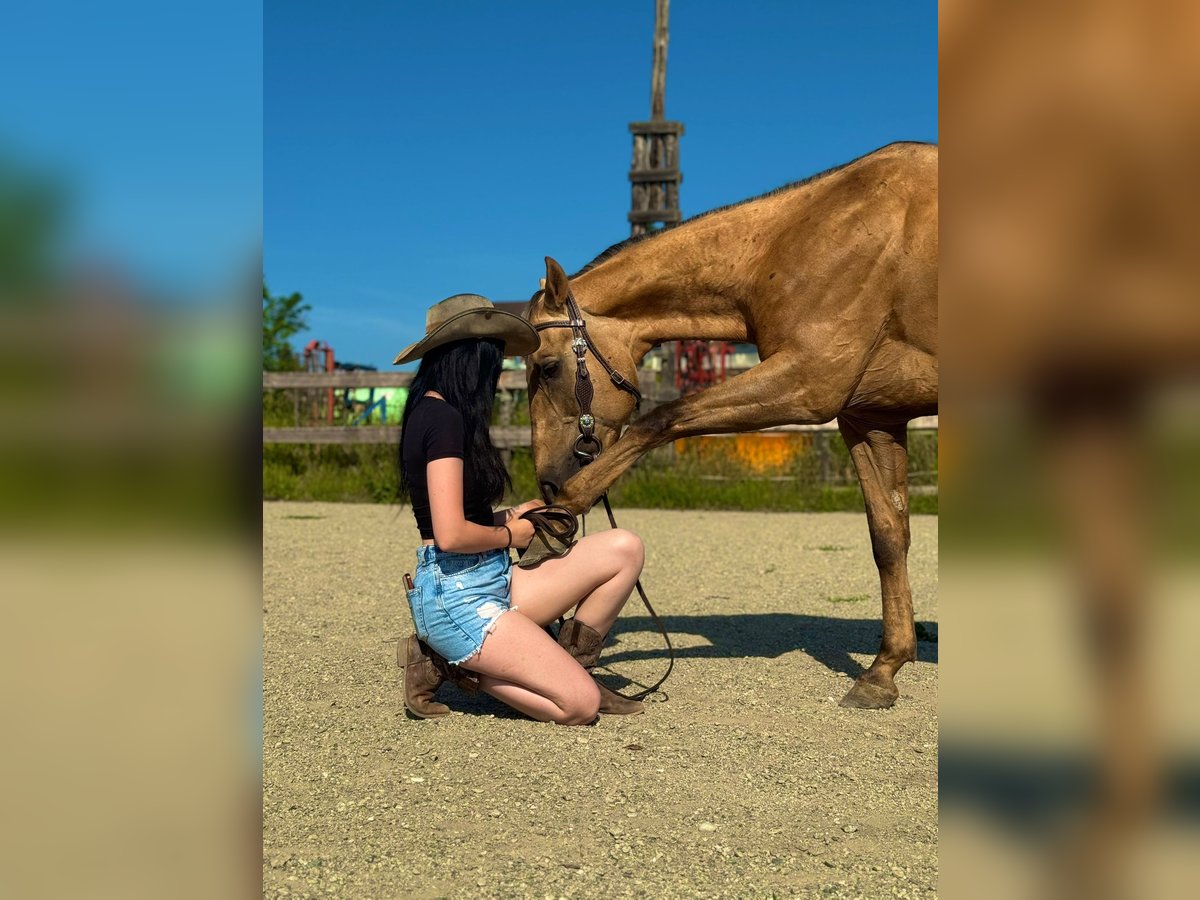 American Quarter Horse Gelding 18 years 14,2 hh Palomino in Lannach