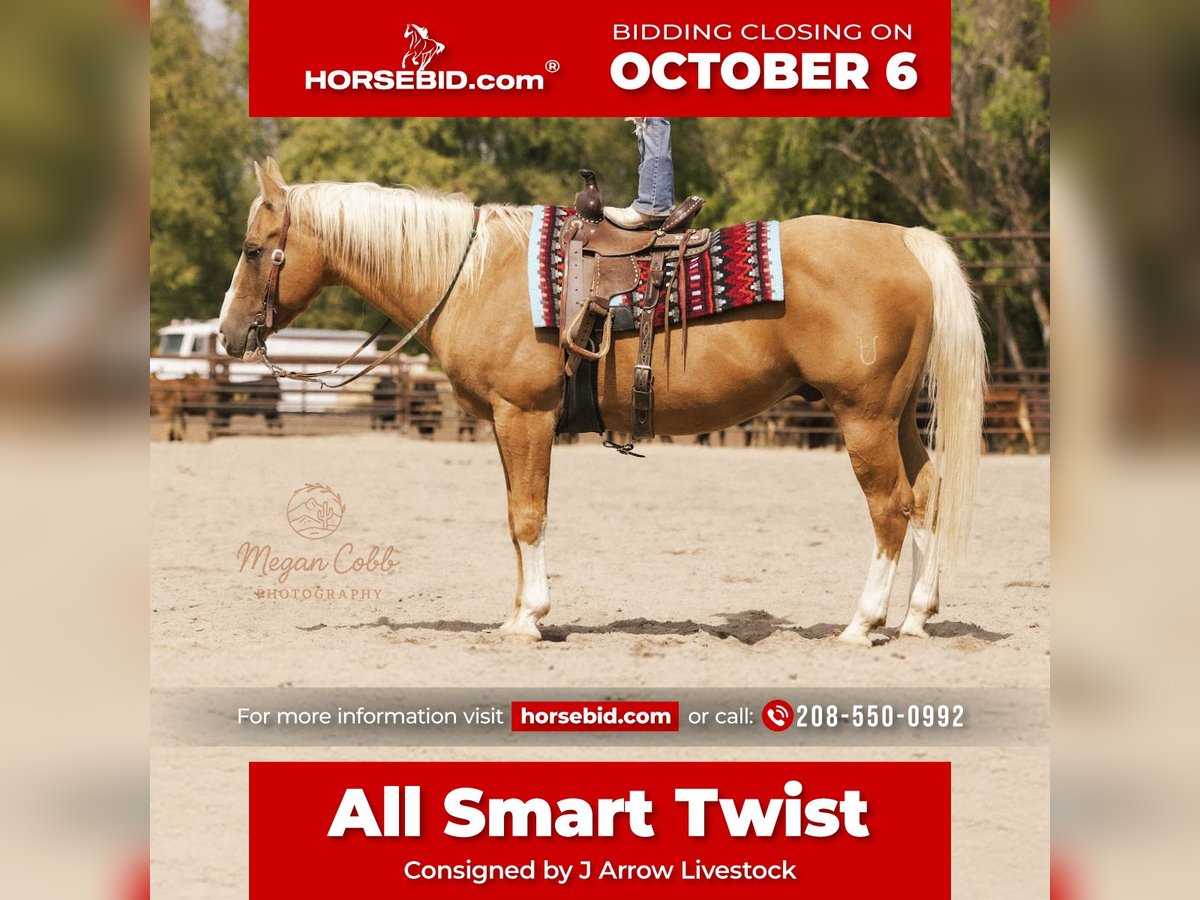 American Quarter Horse Gelding 18 years 15 hh Palomino in Caldwell