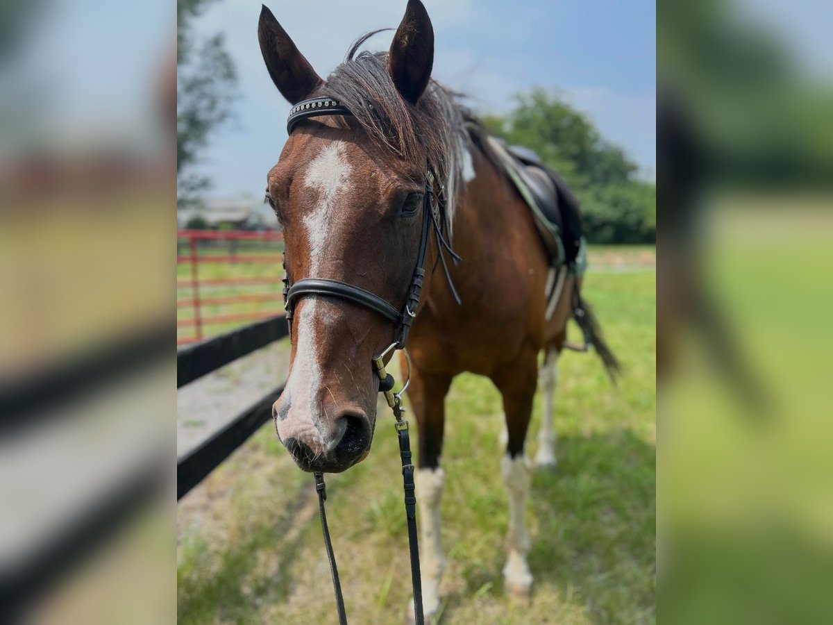 American Quarter Horse Mix Gelding 18 years 15 hh Pinto in Winchester, VA