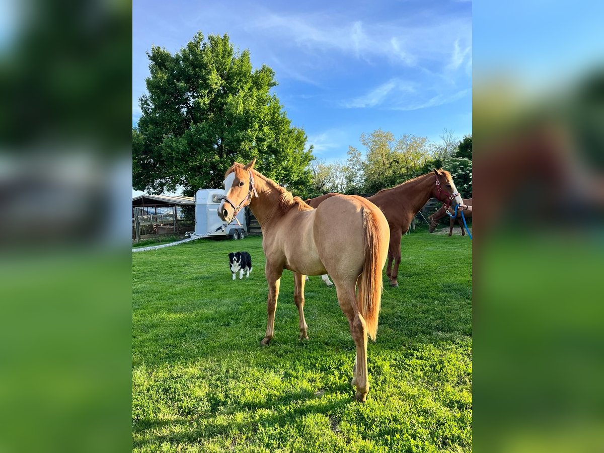 American Quarter Horse Gelding 1 year 11,2 hh Red Dun in Szőce