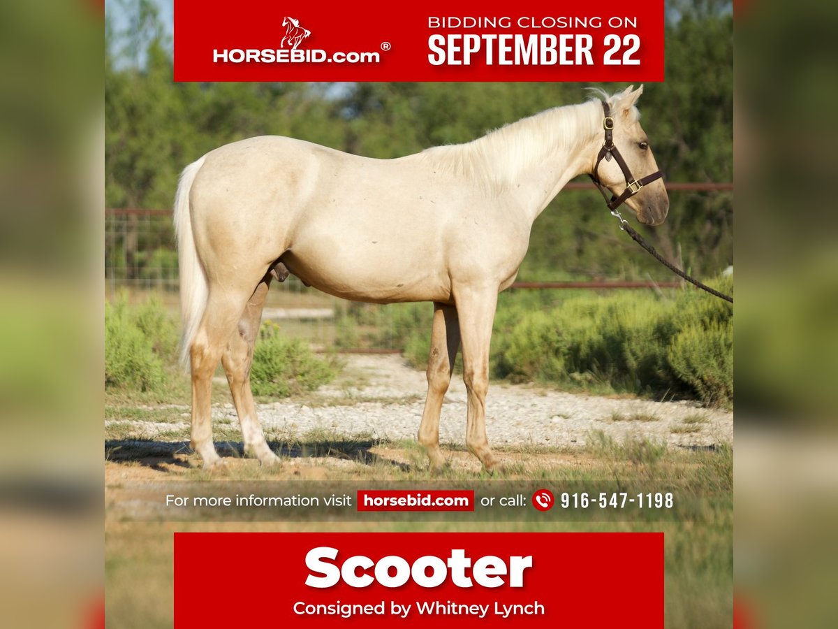American Quarter Horse Gelding 1 year 13 hh Palomino in Graham