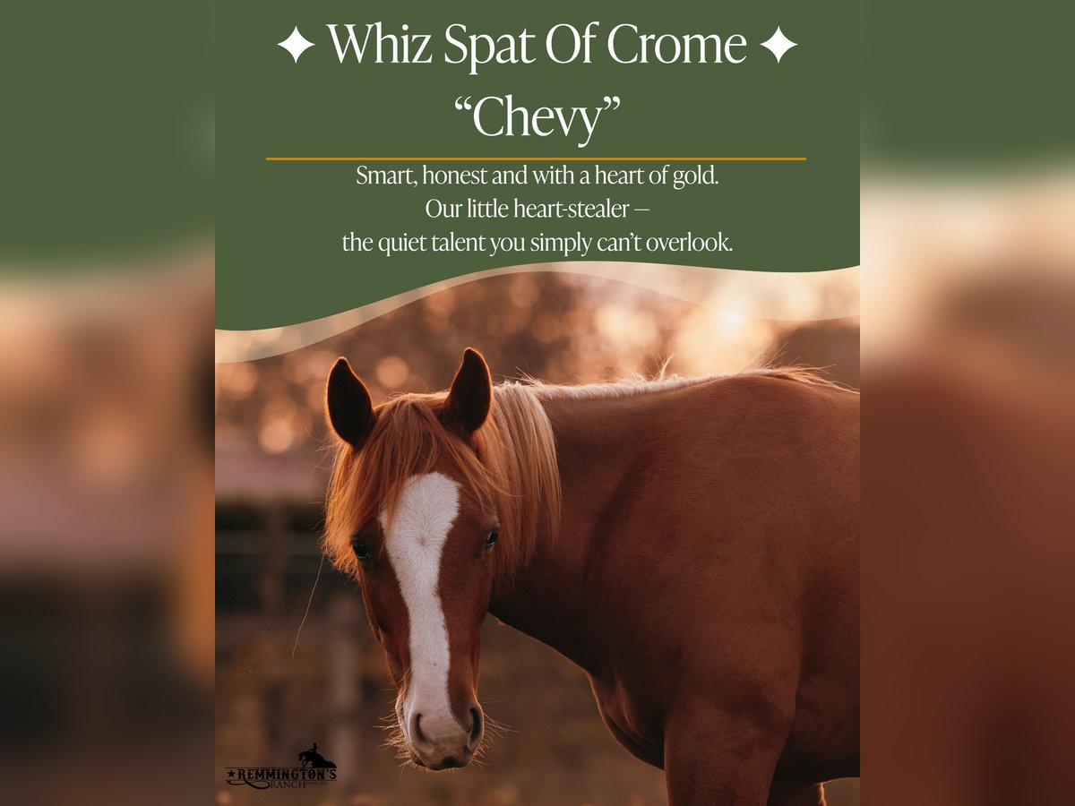 American Quarter Horse Gelding 1 year 13,1 hh Chestnut-Red in Arendonk