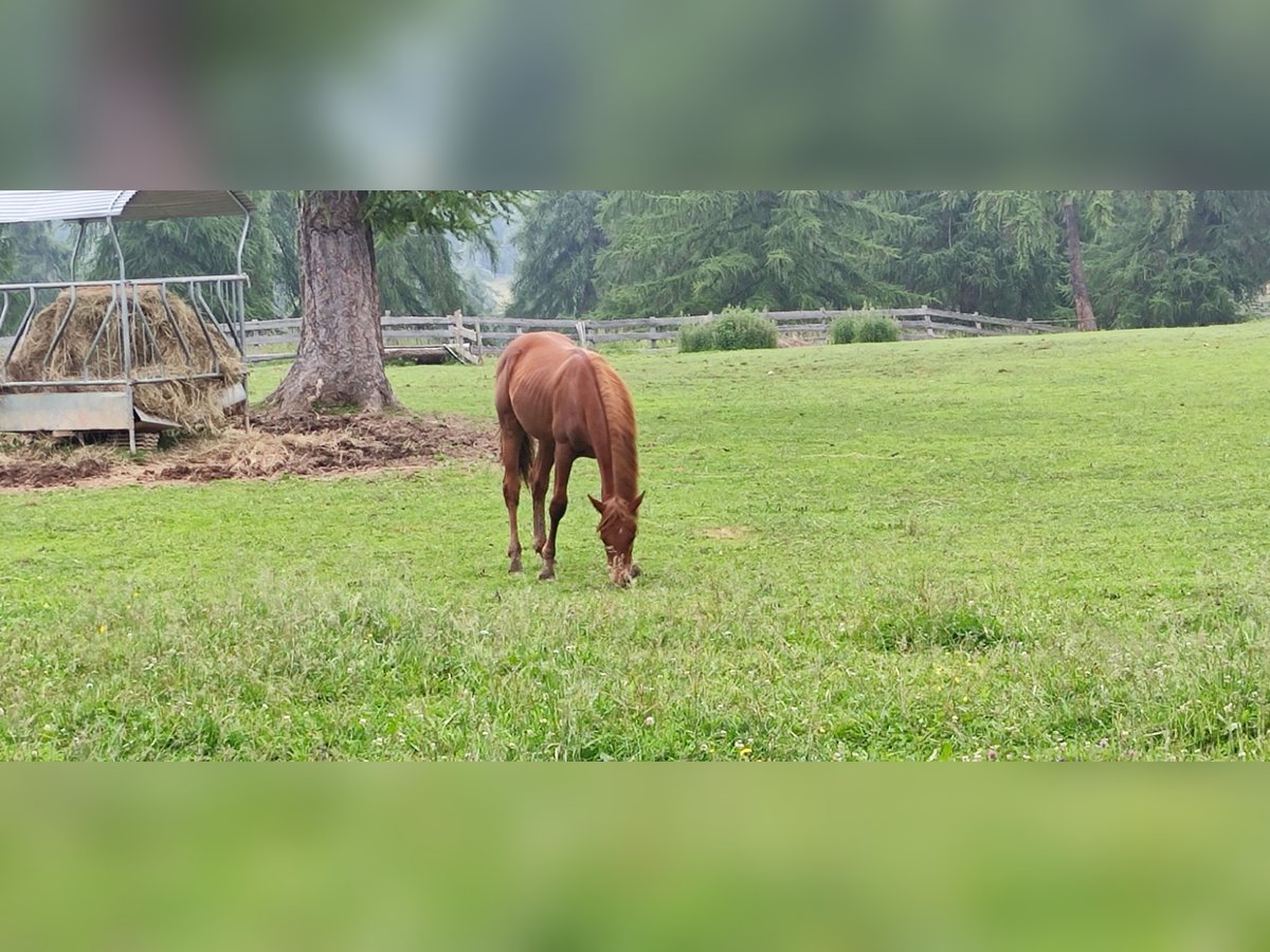 American Quarter Horse Gelding 1 year 14,1 hh Chestnut in Jenesien