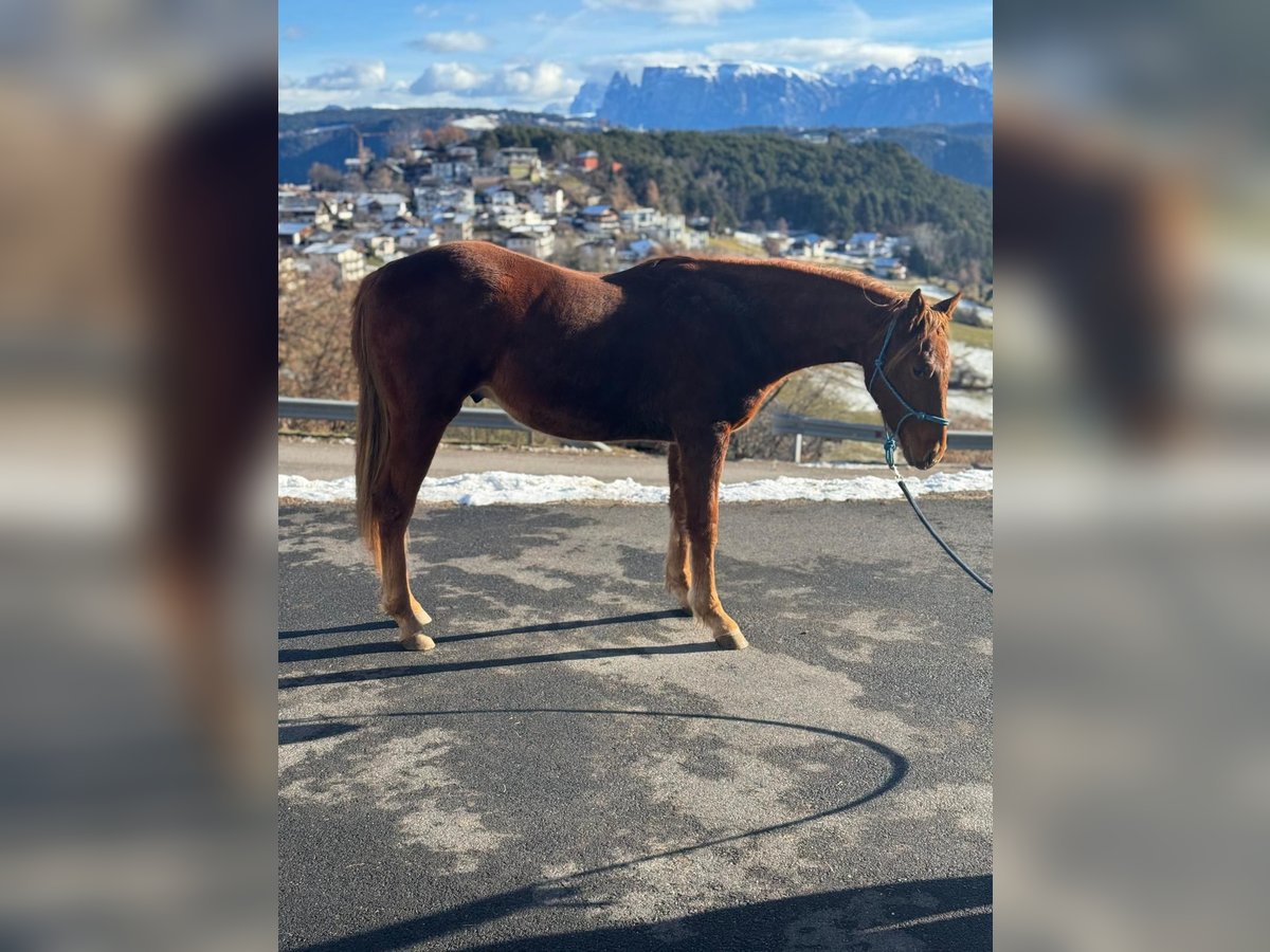 American Quarter Horse Gelding 1 year 14,2 hh Chestnut in Jenesien