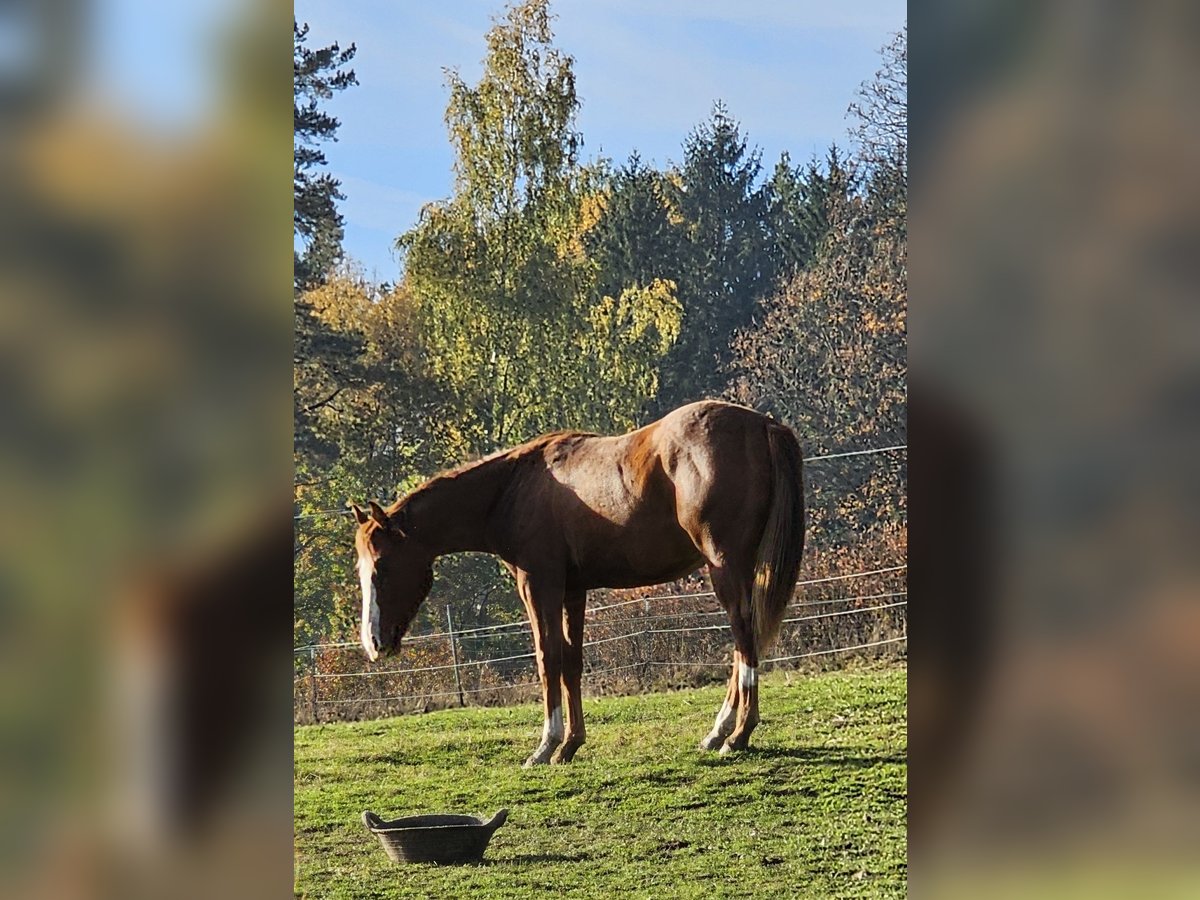 American Quarter Horse Gelding 1 year 14 hh Chestnut in Arnbruck