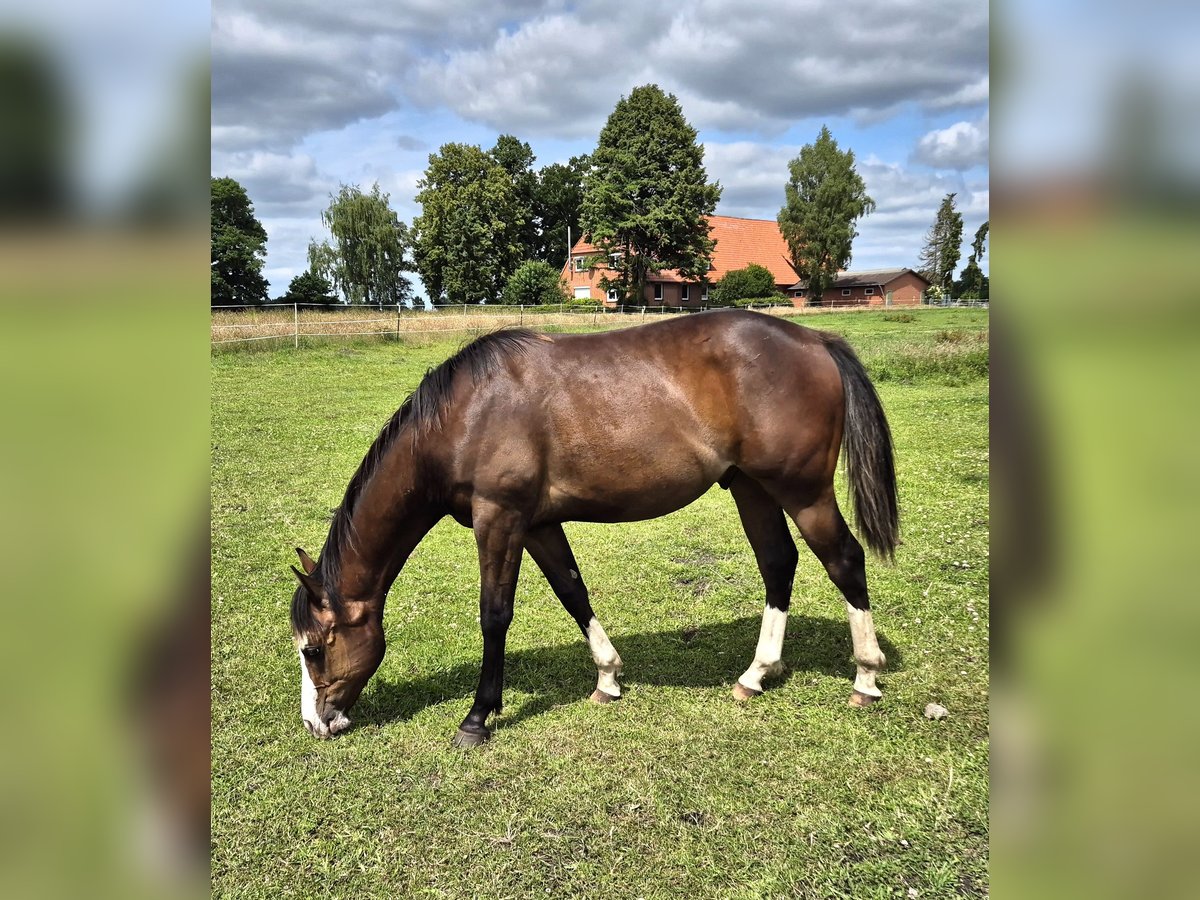 American Quarter Horse Gelding 1 year 14,2 hh Bay-Dark in Harpstedt