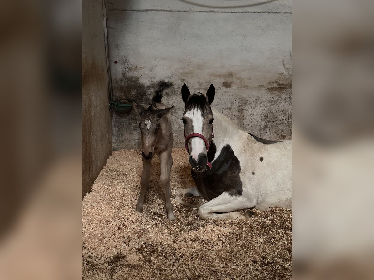 American Quarter Horse Mix Gelding 1 year 15,1 hh Buckskin in Zillebeke