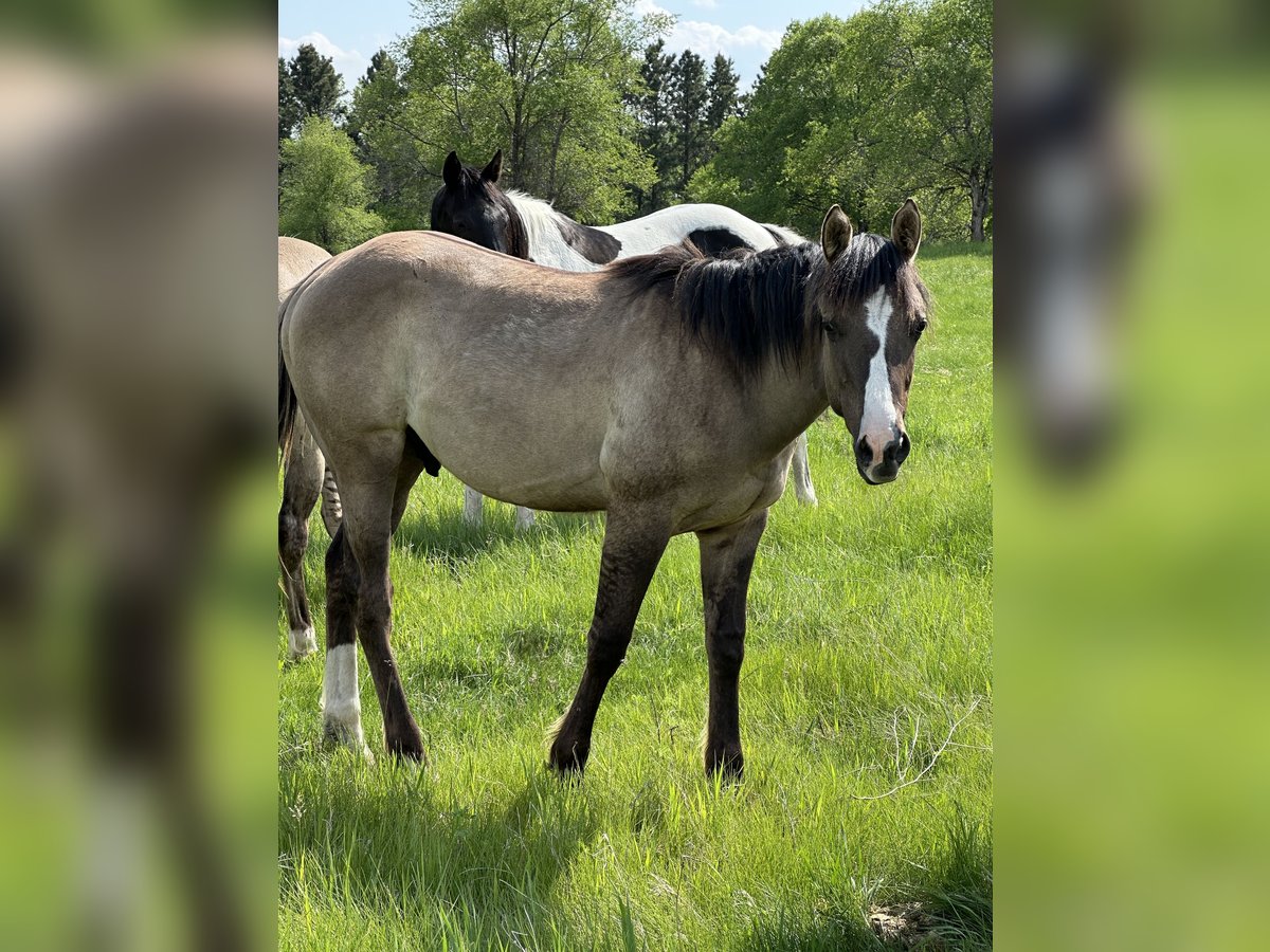 American Quarter Horse Gelding 1 year Grullo in Bismarck