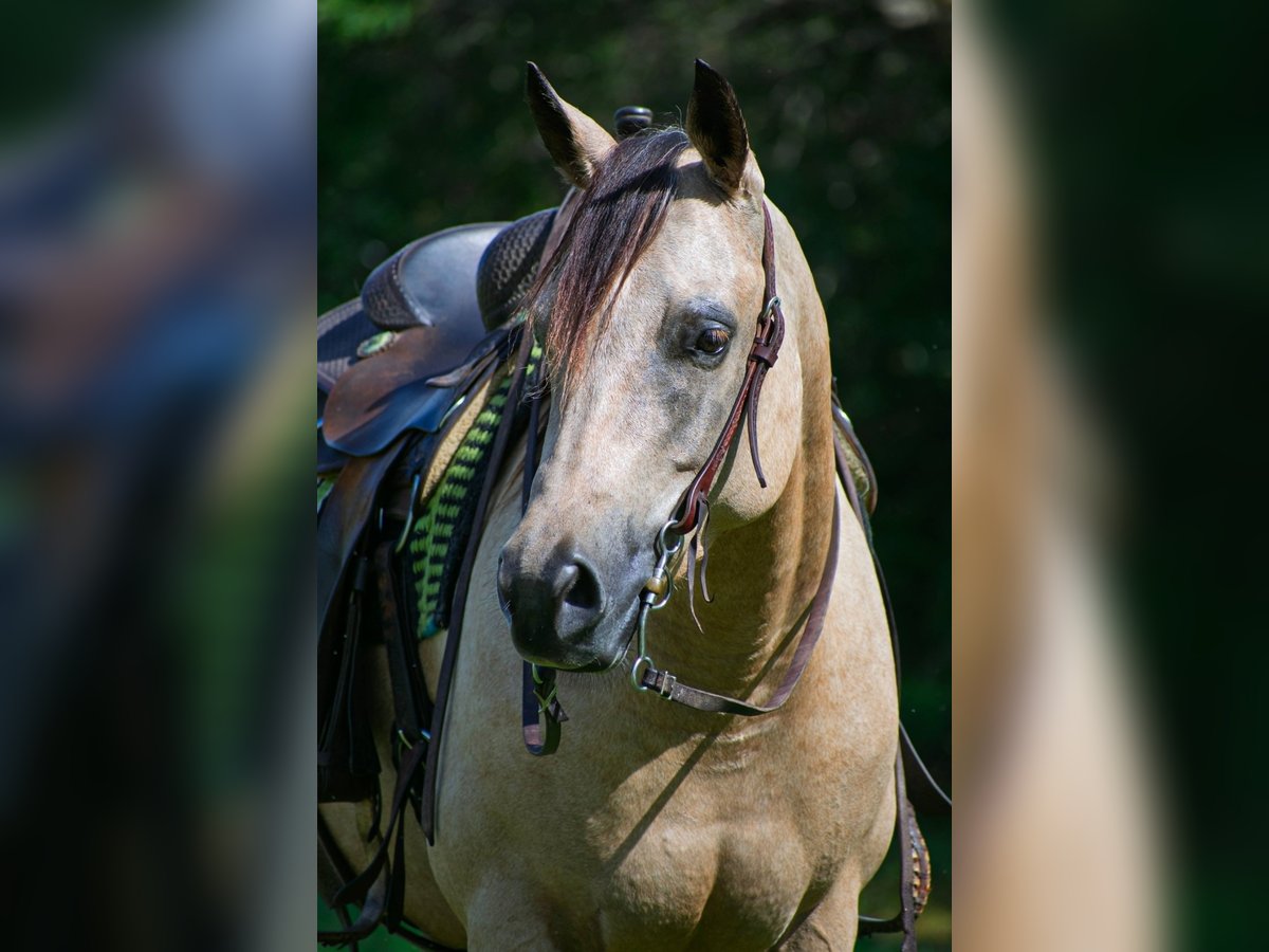 American Quarter Horse Gelding 21 years 14,1 hh Buckskin in Port Saint Lucie