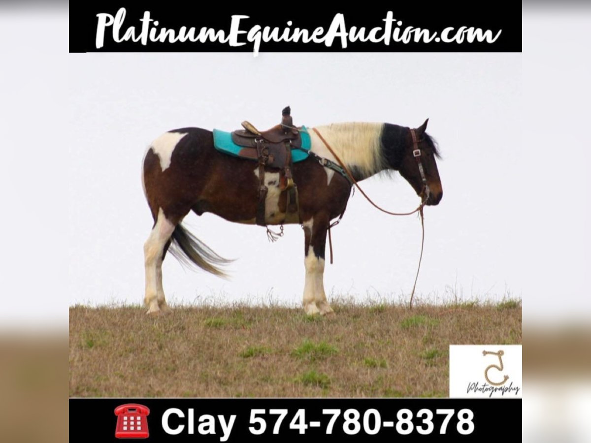 American Quarter Horse Gelding 22 years 16 hh Tobiano-all-colors in Wlakerton IN