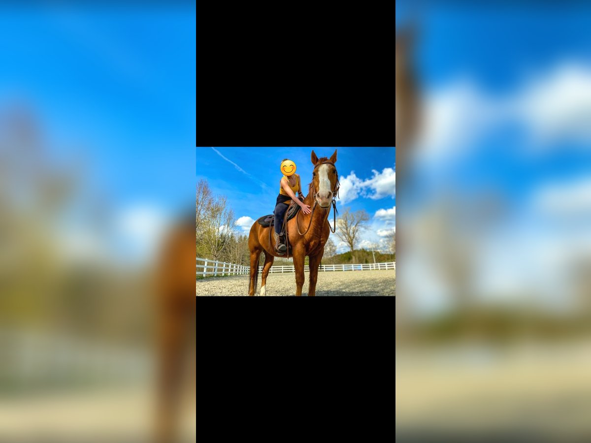 American Quarter Horse Gelding 24 years Chestnut-Red in Tengen