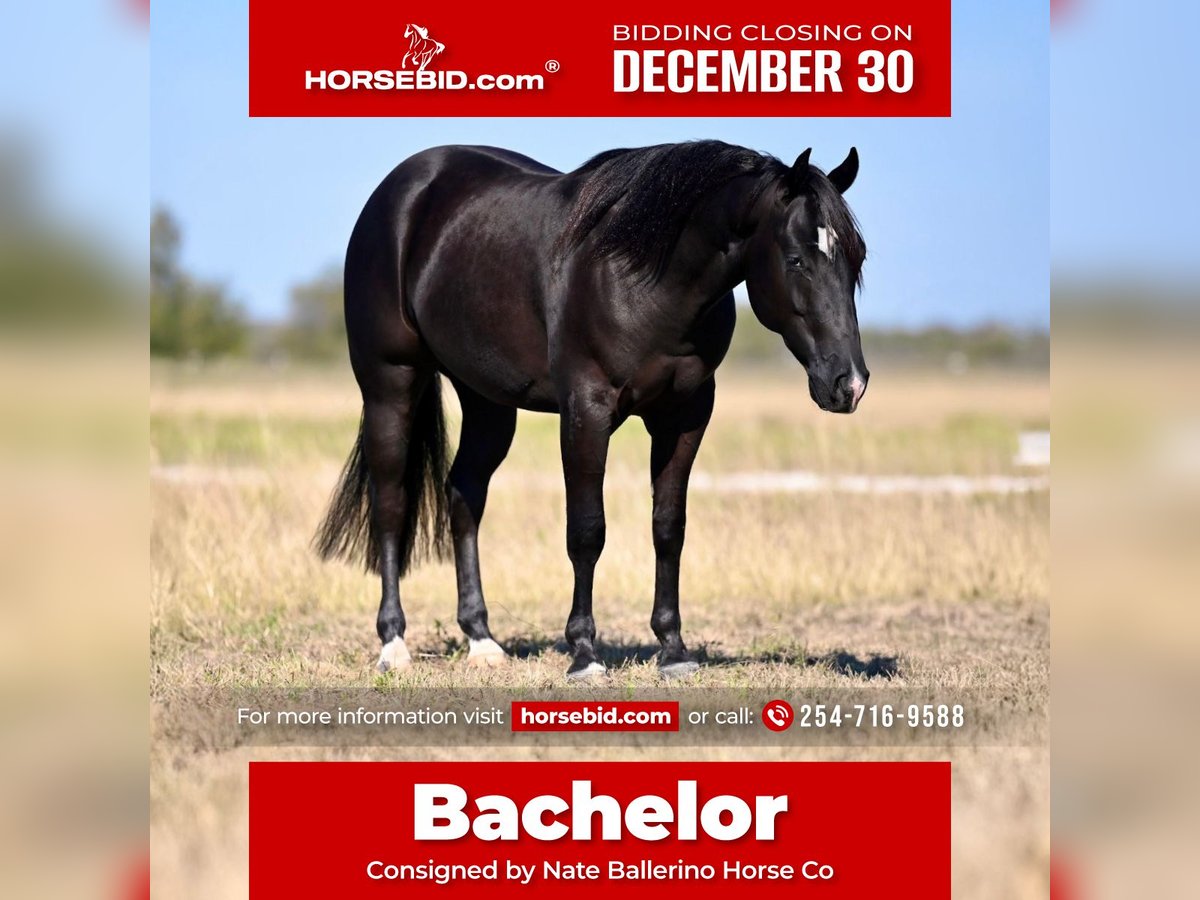 American Quarter Horse Gelding 2 years 13,3 hh Black in Waco, TX