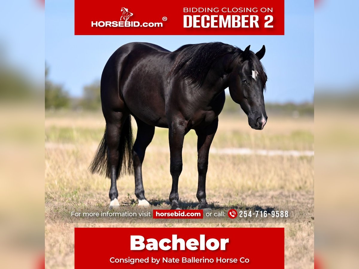 American Quarter Horse Gelding 2 years 13,3 hh Black in Waco, TX