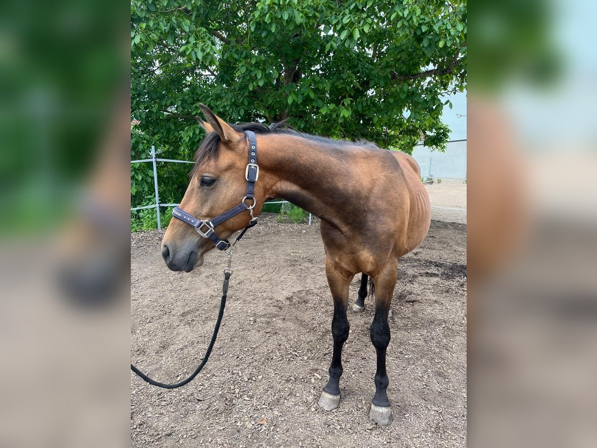American Quarter Horse Mix Gelding 2 years 13,2 hh Brown-Light in Uehlfeld