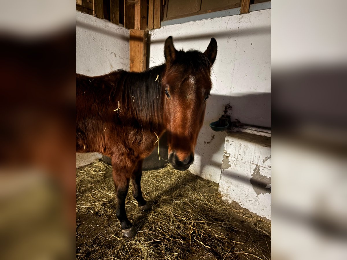 American Quarter Horse Gelding 2 years 14,2 hh Brown in Balingen