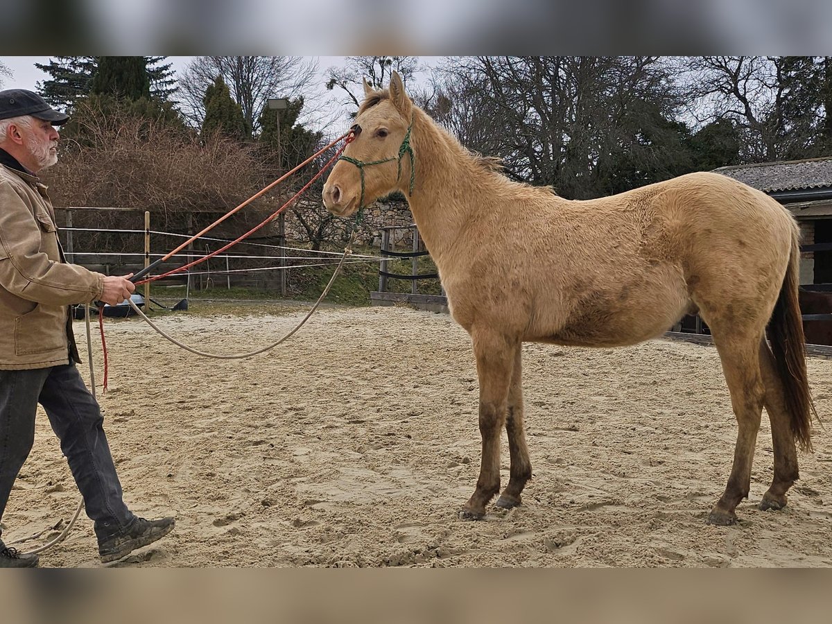 American Quarter Horse Gelding 2 years 14,2 hh Champagne in Müglitztal