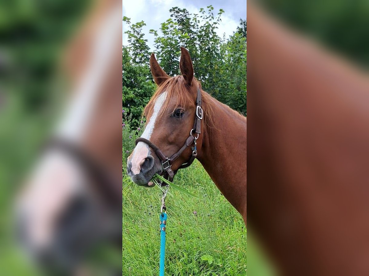 American Quarter Horse Gelding 2 years 14,2 hh Chestnut-Red in Königsfeld im Schwarzwald