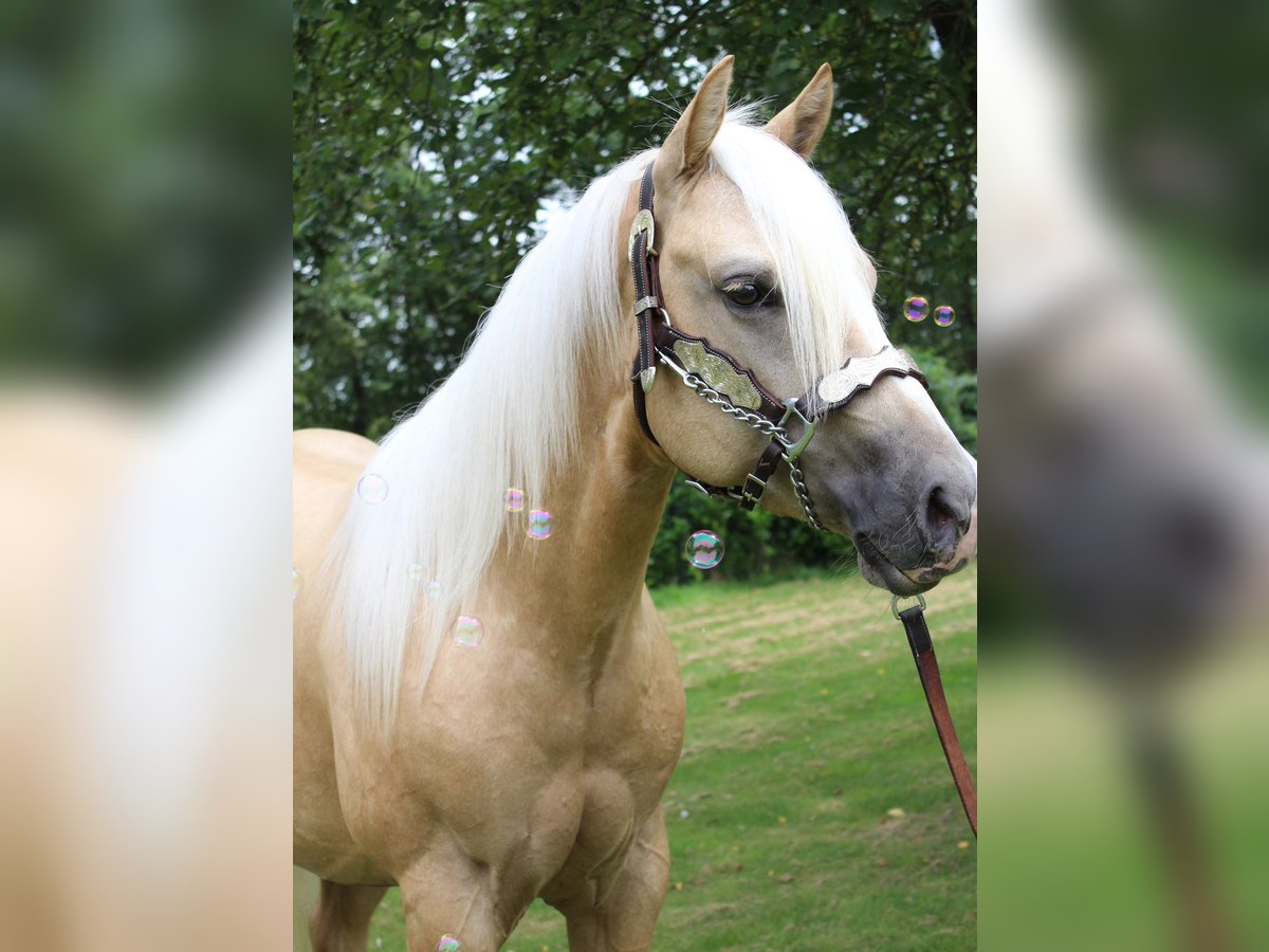 American Quarter Horse Gelding 2 years 14,2 hh Palomino in Midwolde