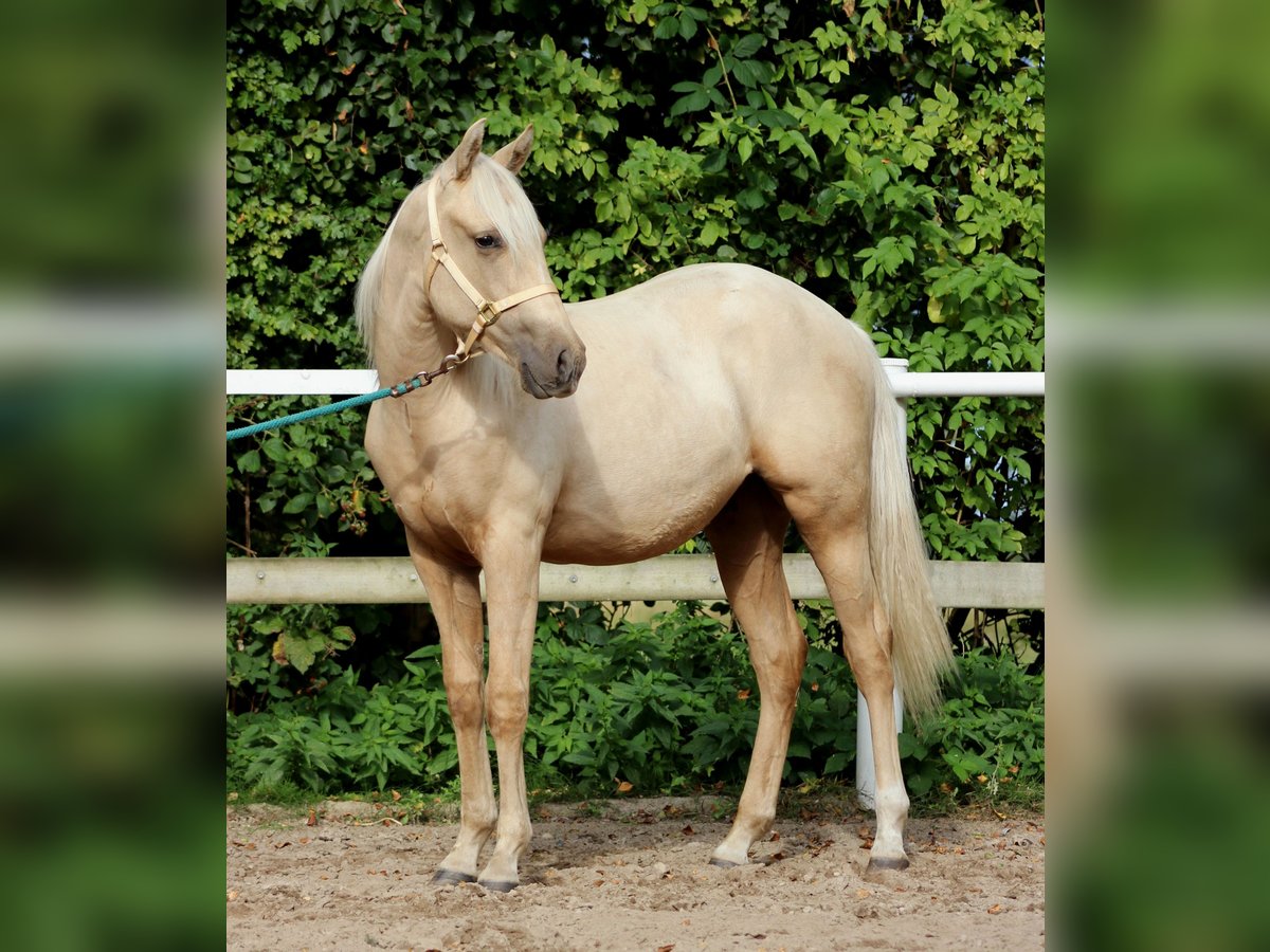 American Quarter Horse Gelding 2 years 14,2 hh Palomino in Stade