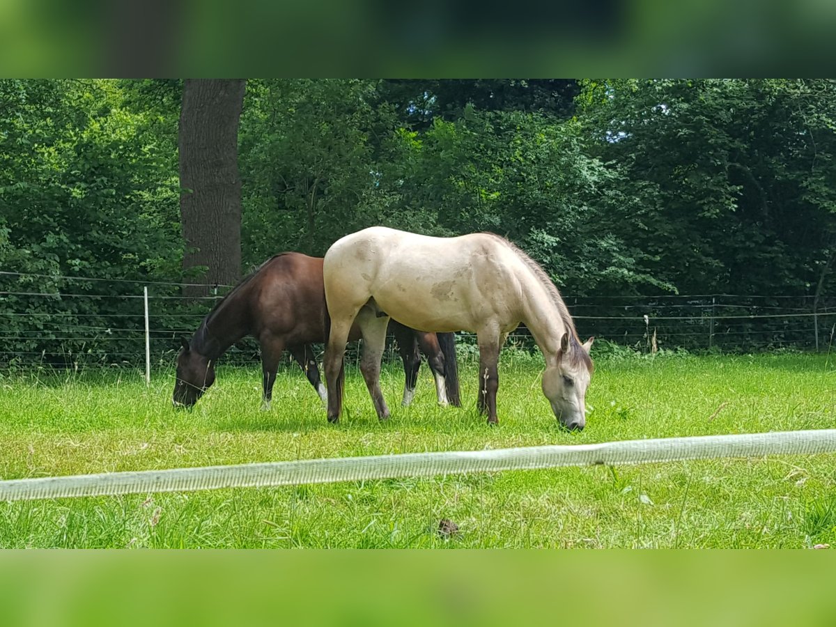 American Quarter Horse Gelding 2 years 14,3 hh Buckskin in Osterholz-Scharmbeck