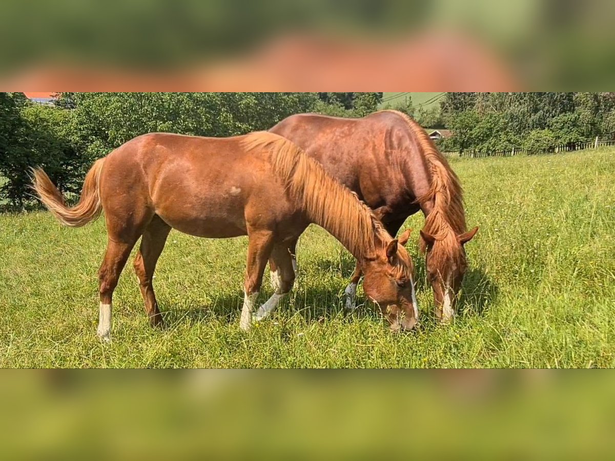 American Quarter Horse Gelding 2 years 14,3 hh Chestnut-Red in Langenbach