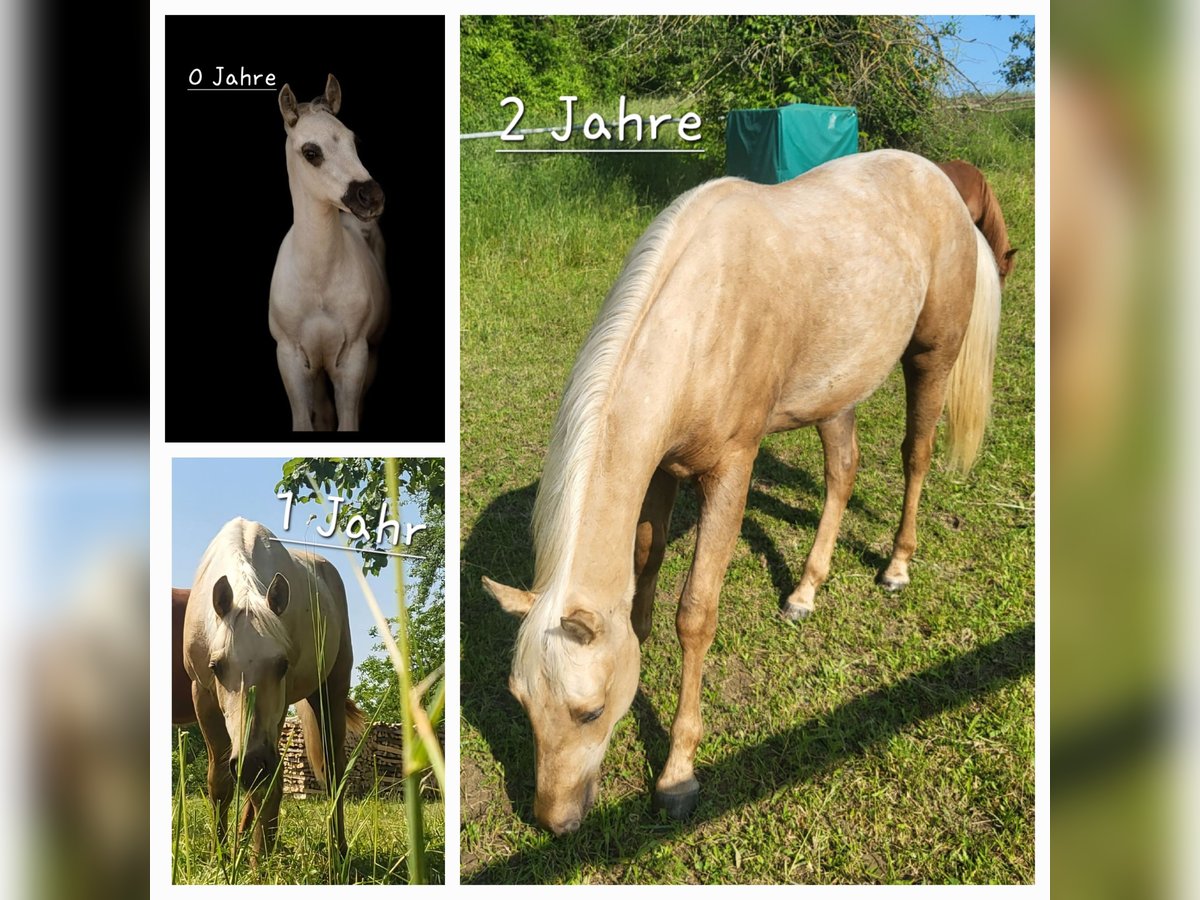 American Quarter Horse Gelding 2 years 14,3 hh Palomino in Schönbrunn