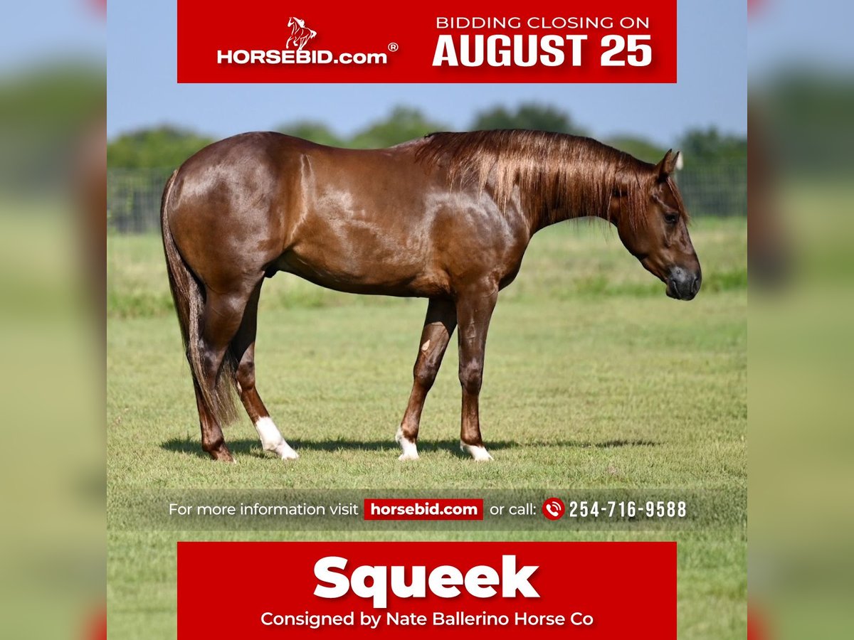 American Quarter Horse Gelding 2 years 14 hh Sorrel in Waco, TX