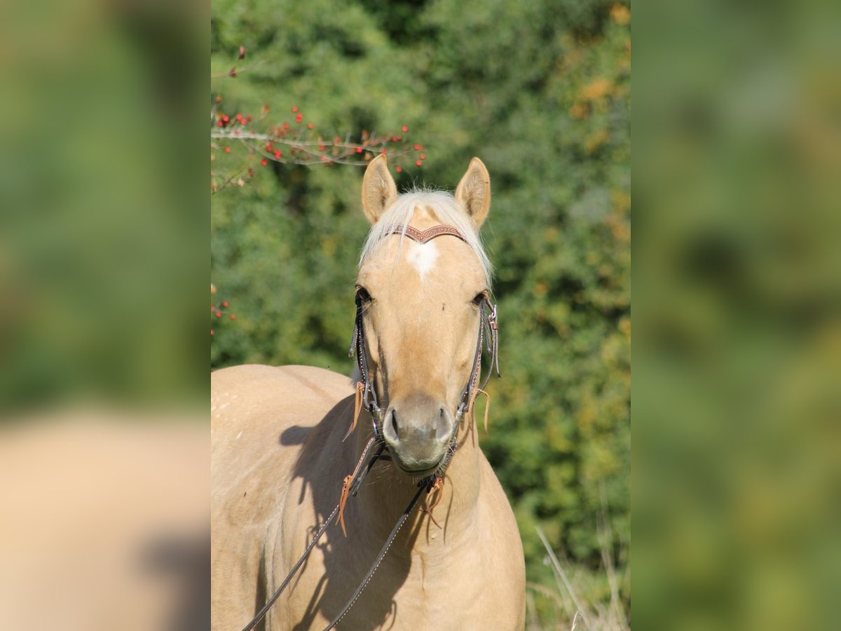 American Quarter Horse Gelding 2 years 14,1 hh Palomino in Greifenstein