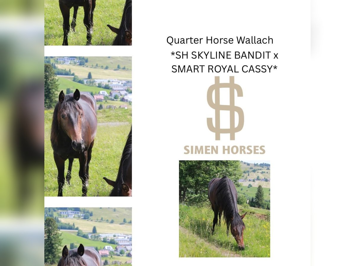 American Quarter Horse Gelding 2 years 14,2 hh Bay-Dark in Steinen