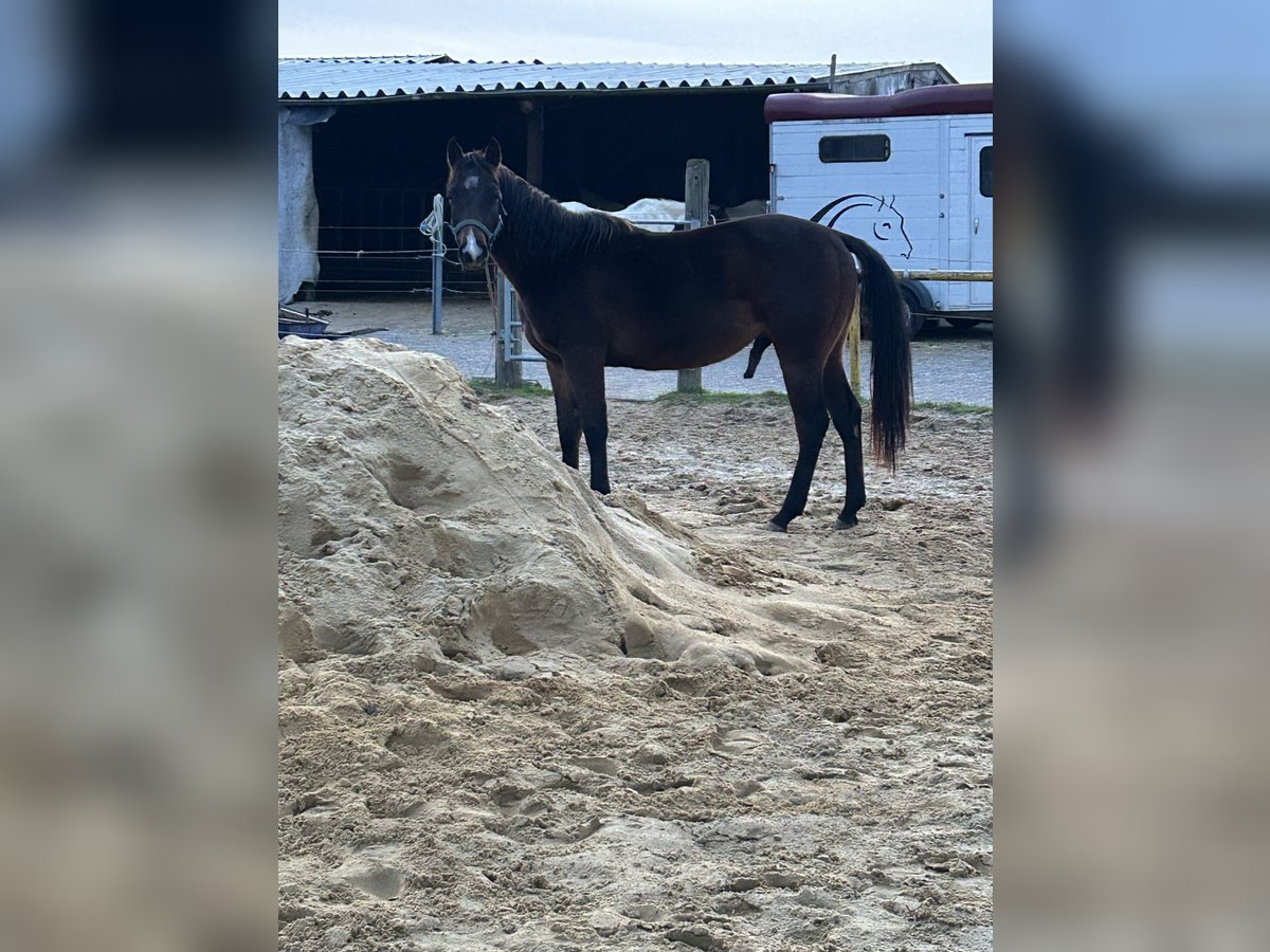 American Quarter Horse Gelding 2 years 14,2 hh Brown in Geilenkirchen