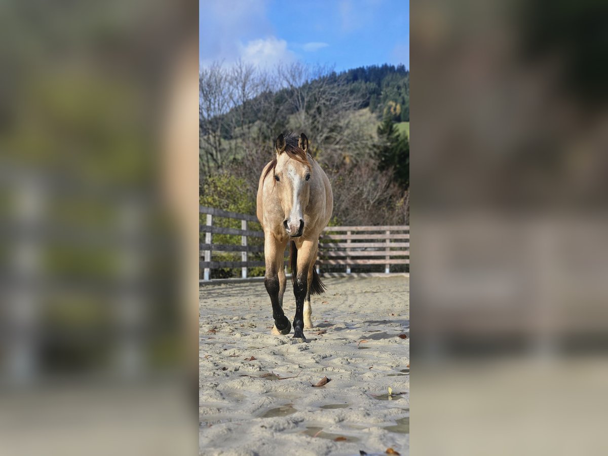 American Quarter Horse Gelding 2 years 14,2 hh Buckskin in Missen-Wilhams American Quarter Horse Gelding 2 years 14,2 hh Buckskin in Missen-Wilhams