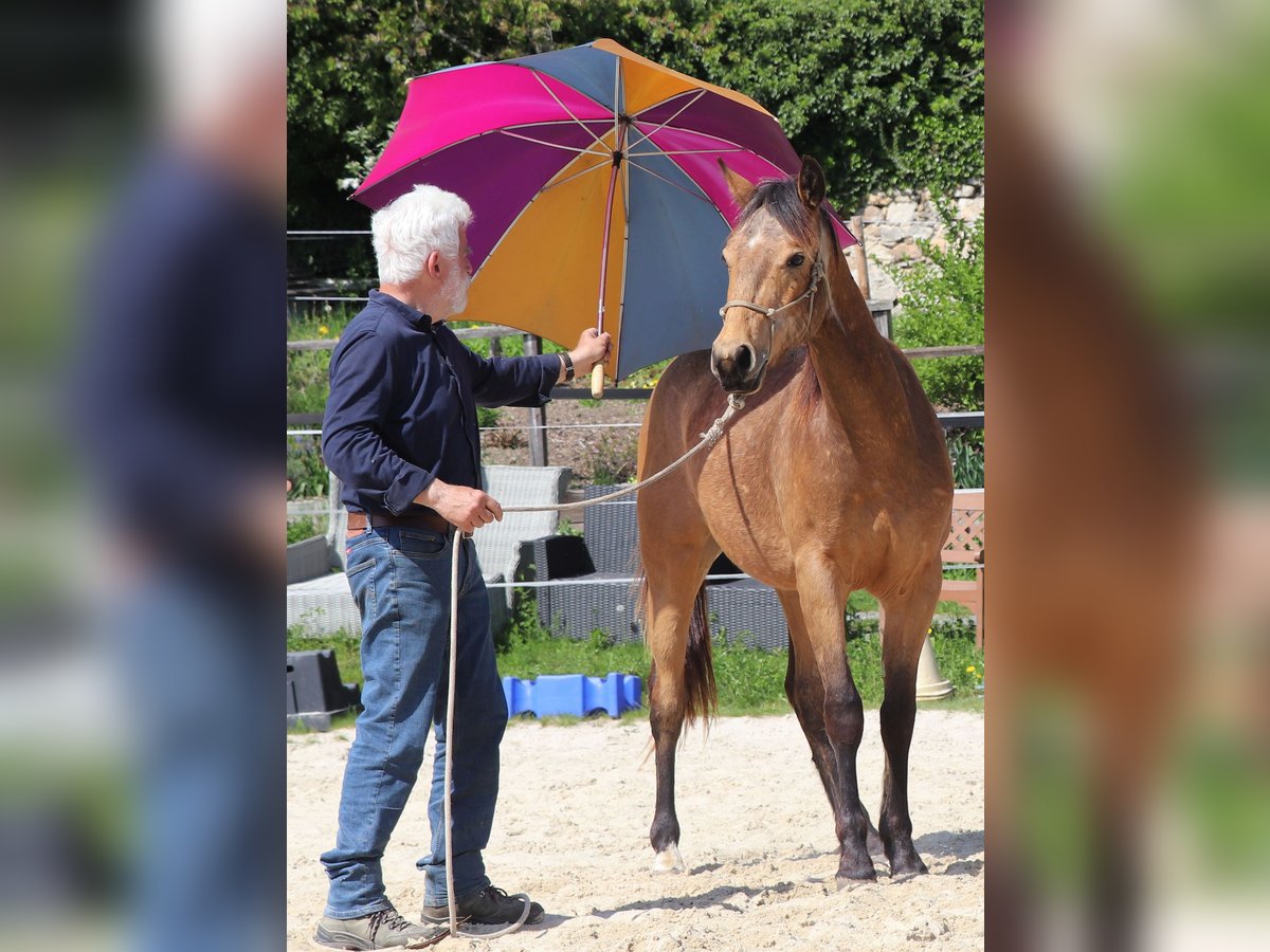 American Quarter Horse Gelding 2 years 14,2 hh Buckskin in Müglitztal