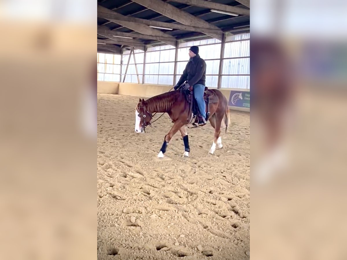 American Quarter Horse Gelding 2 years 14,2 hh Chestnut-Red in Steyerberg Deblinghausen