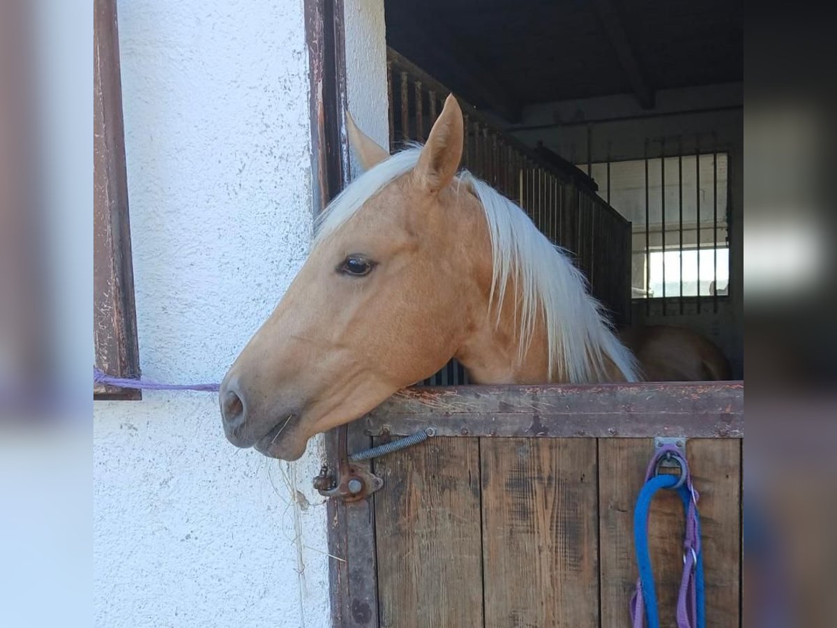 American Quarter Horse Gelding 2 years 14,2 hh Palomino in Ebersberg