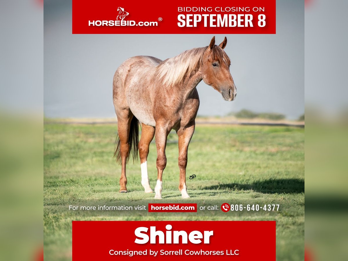American Quarter Horse Gelding 2 years 14,2 hh Roan-Red in Claude