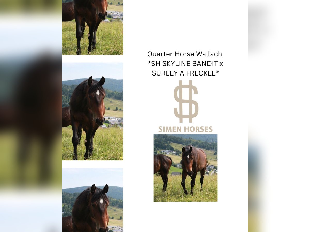 American Quarter Horse Gelding 2 years 14,3 hh Bay-Dark in Steinen