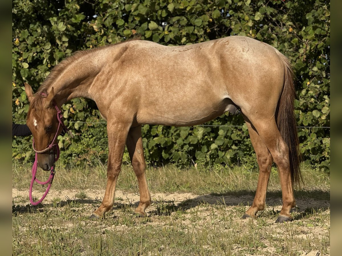 American Quarter Horse Gelding 2 years 14,3 hh Roan-Red in Elmenhorst-Lichtenhagen