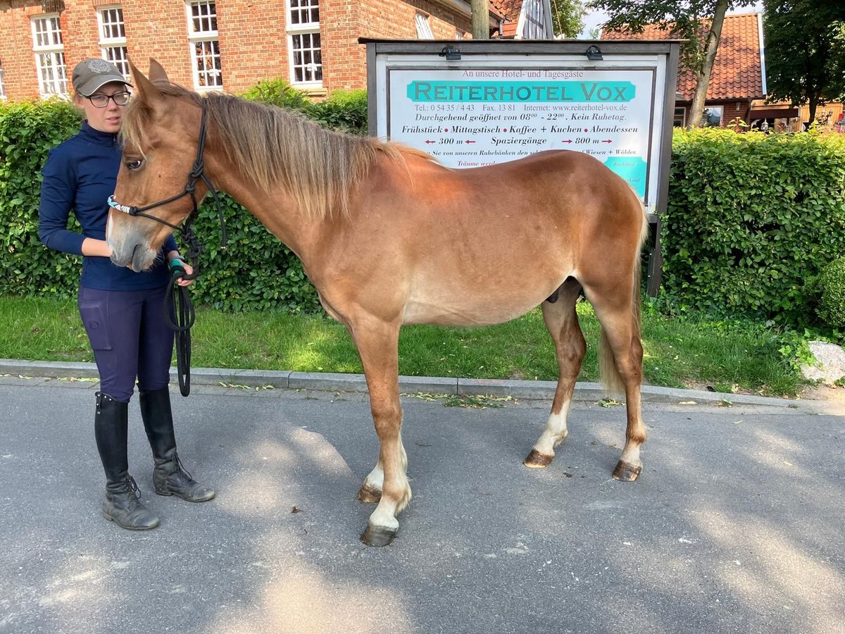 American Quarter Horse Mix Gelding 2 years 15,2 hh Chestnut-Red in Eggermühlen