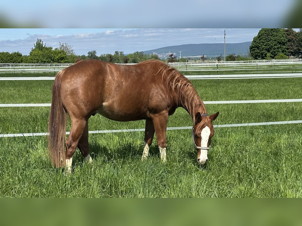 American Quarter Horse Gelding 2 years 15 hh Chestnut-Red in Duingen American Quarter Horse Gelding 2 years 15 hh Chestnut-Red in Duingen