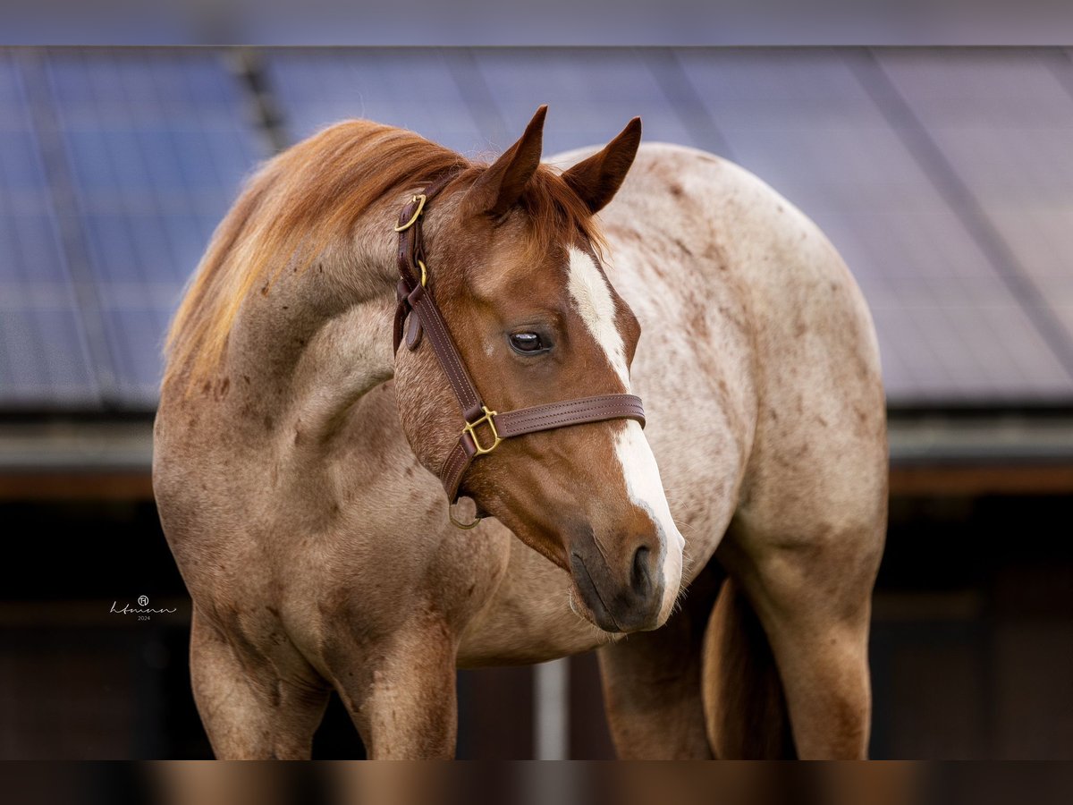 American Quarter Horse Gelding 2 years 15 hh Roan-Red in Regenstauf