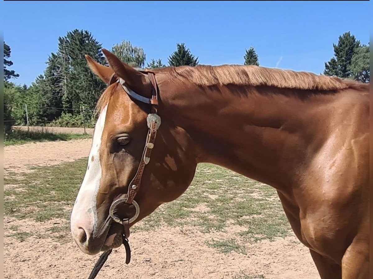 American Quarter Horse Gelding 2 years 15,1 hh Chestnut-Red in Dietzenbach