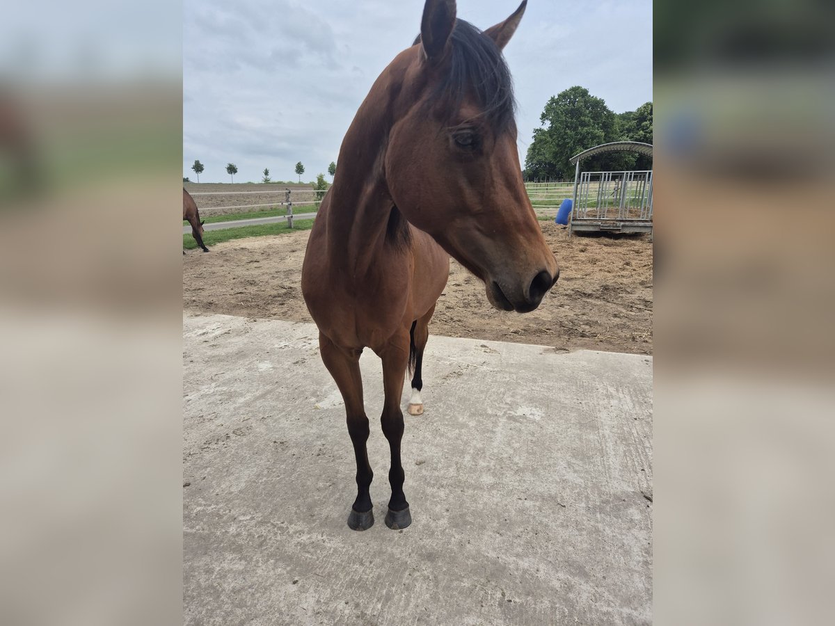 American Quarter Horse Gelding 2 years 15,2 hh Brown in Bassum