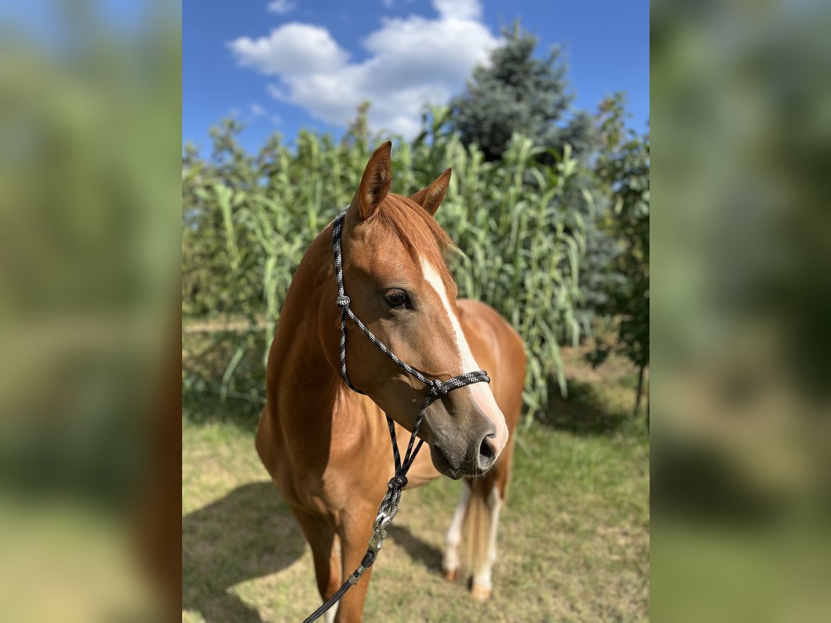 American Quarter Horse Gelding 2 years Chestnut in Piliscs&#xE9;v