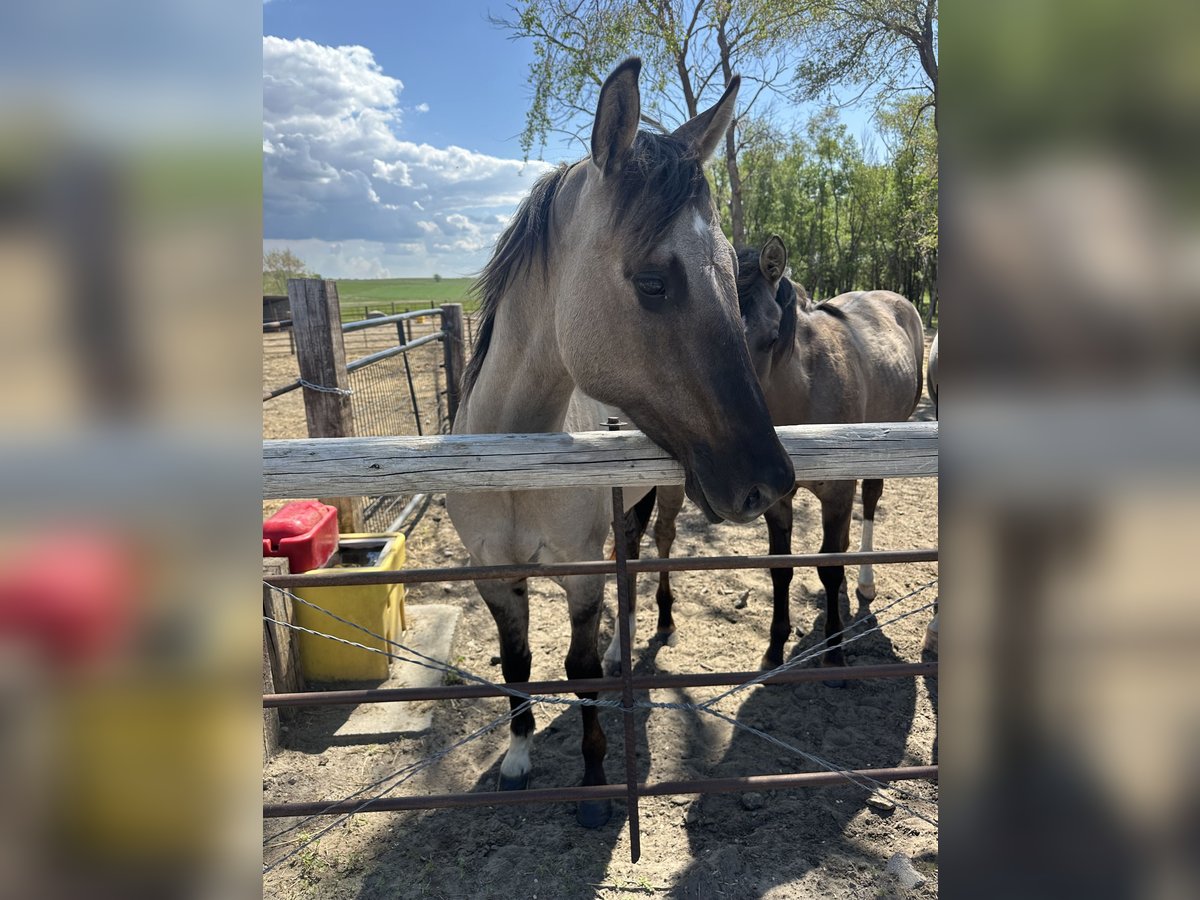 American Quarter Horse Gelding 2 years Grullo in Bismarck