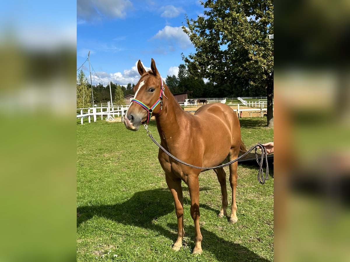 American Quarter Horse Gelding 2 years in Rzezawa