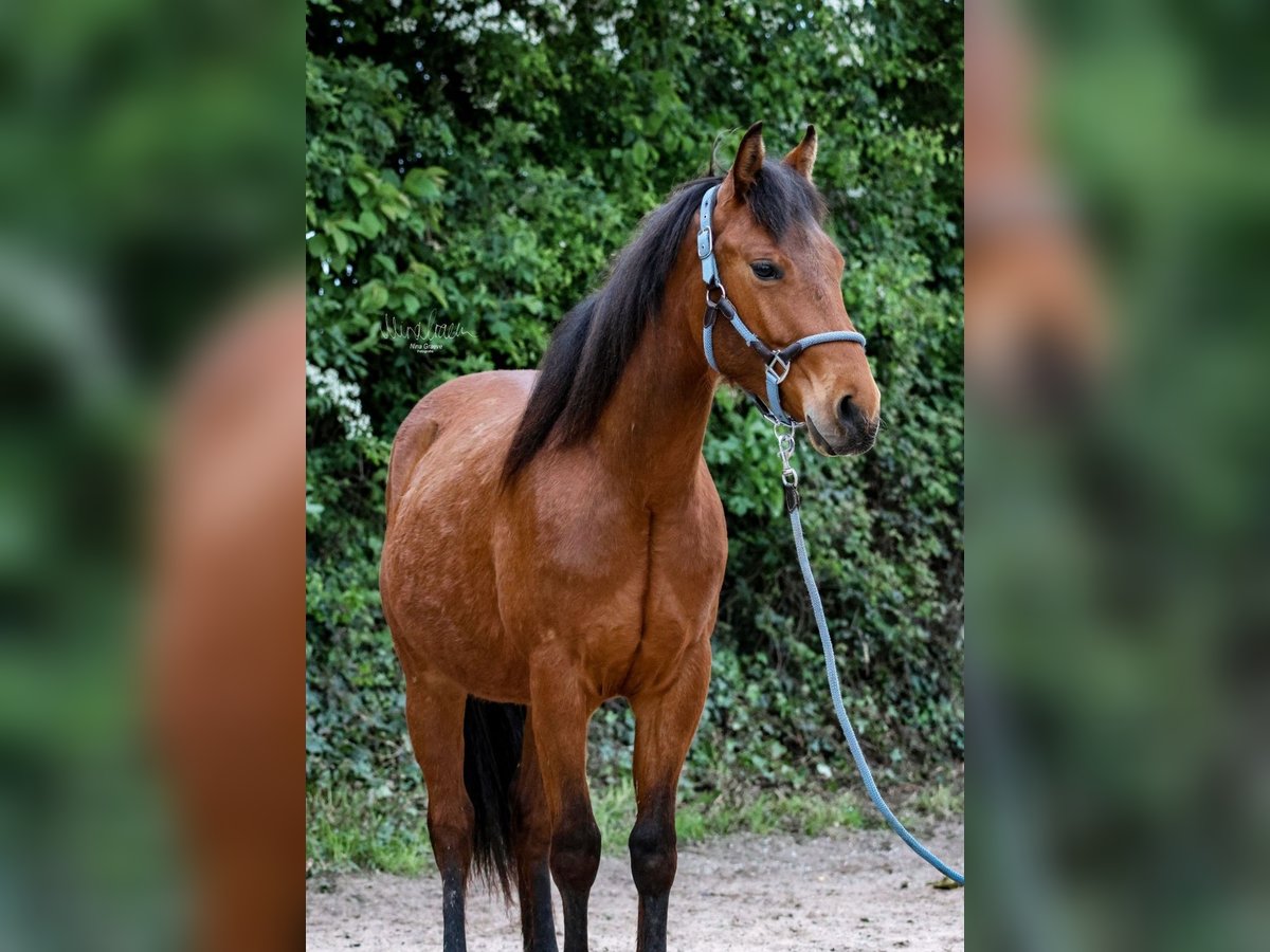 American Quarter Horse Gelding 3 years 14,1 hh Brown in Bassenheim