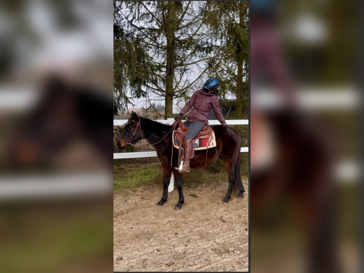 American Quarter Horse Gelding 3 years 14,1 hh Brown in Fincken