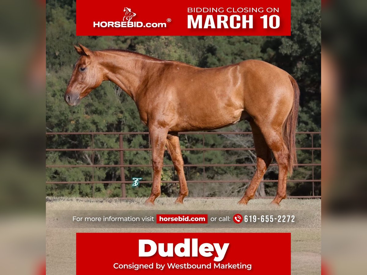 American Quarter Horse Gelding 3 years 14,1 hh Red Dun in Carthage, TX